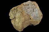 Fossil Hadrosaur (Kritosaur) Vertebra - Aguja Formation, Texas #97794-3